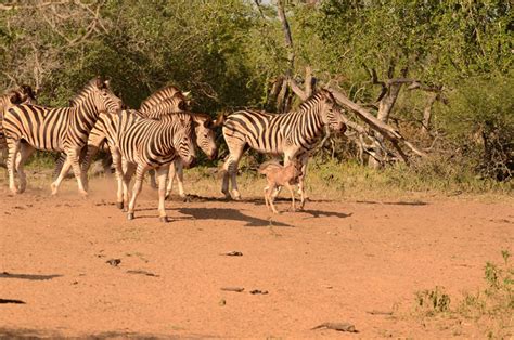 Zebra attack wildebeest calf - Africa Geographic