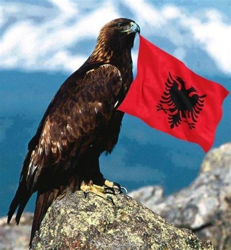 Albanian Eagle | Albania Flag