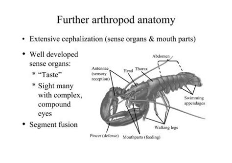 Arthropods Anatomy - Anatomy Reading Source