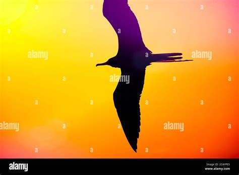 A Single Bird Flying in a Multicolored Sky Stock Photo - Alamy