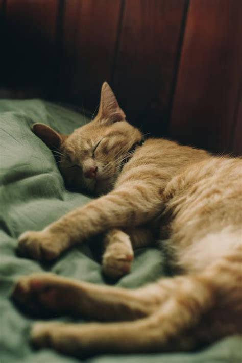 Photo of Sleeping Tabby Cat · Free Stock Photo