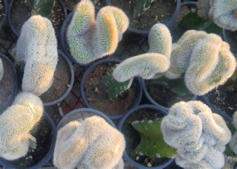 Brain Cactus (Mammillaria Pilcayensis Cristata) - Boota.pk