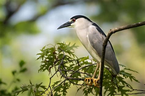 Black-crowned Night Heron | Smithsonian's National Zoo