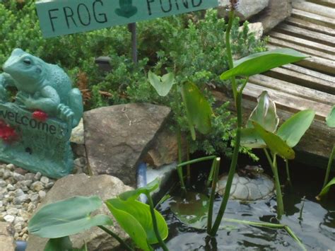 there really is a frog in the frog pond.. I love this idea for tiny ...