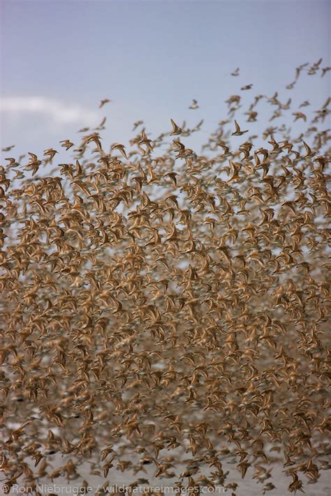 Shorebird Migration | Photos by Ron Niebrugge