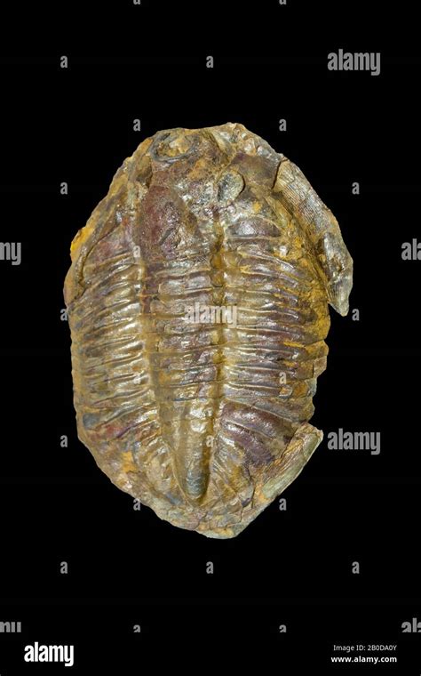 Arthropod fossil hi-res stock photography and images - Alamy