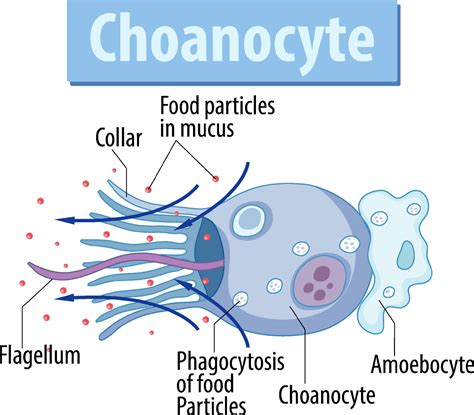 Diagram showing sponge choanocyte structure 19851579 Vector Art at Vecteezy