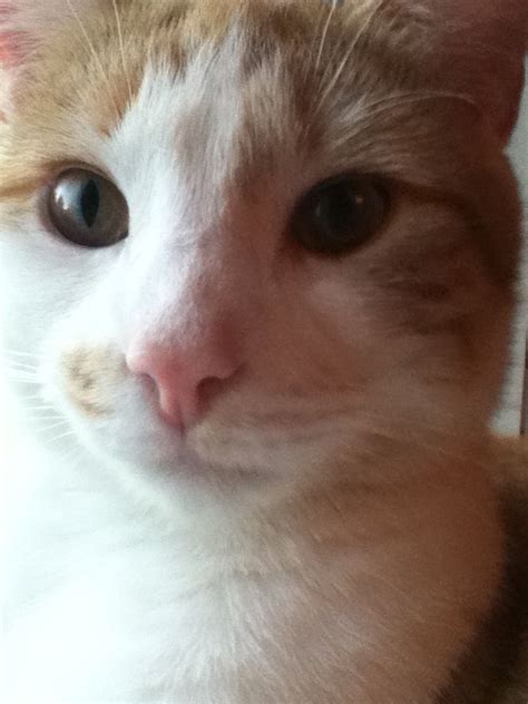 My cat milo