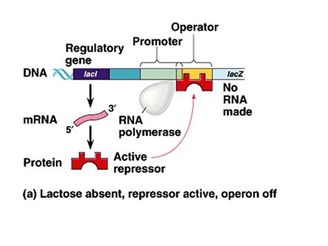 Lac operon - YouTube