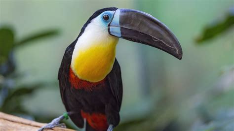 Wallpaper toucan, beak, bird, blur hd, picture, image