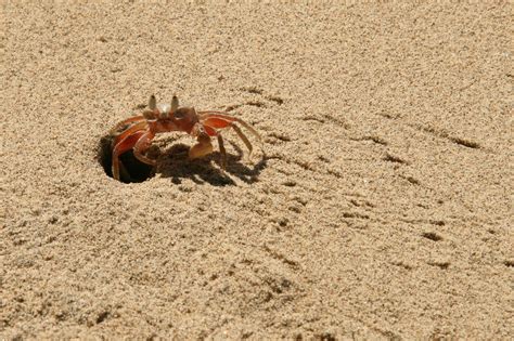 Sand crab Free Photo Download | FreeImages