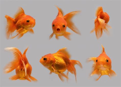 How to Take Care of Goldfish | PetMD