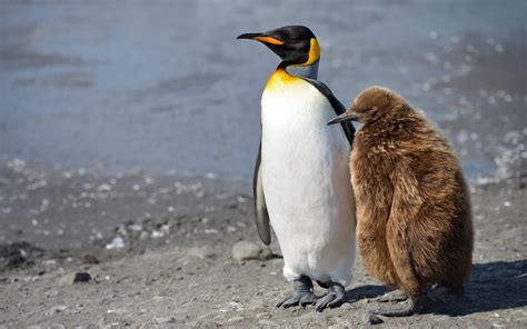 1. King Penguin (Aptenodytes patagonicus) | breeds on subantarctic ...