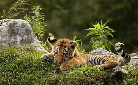 61 best images about orange tiger cubs on Pinterest