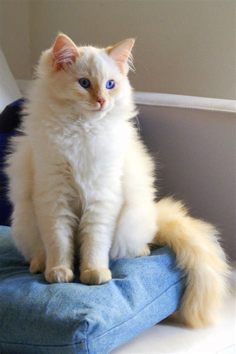 Ragdoll Cat Breed Facts, Photos, and Care Tips | PetHelpful