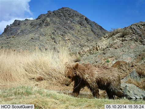 Gobi Bear Photography Expedition Mongolia