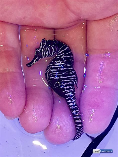 Zebra Seahorse, Real Hippocampus Zebra Collected in Western Australia ...