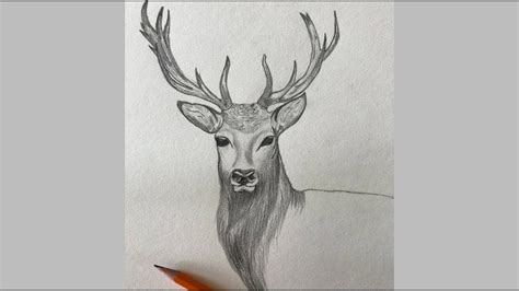 Reindeer Pencil Drawing