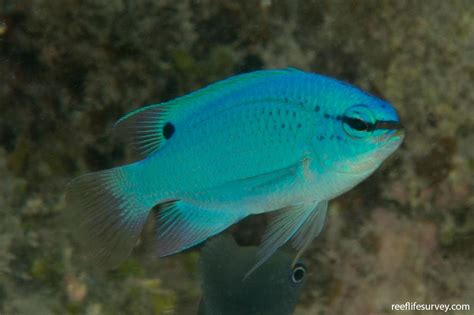 Chrysiptera cyanea - Blue Demoiselle | Reef Life Survey