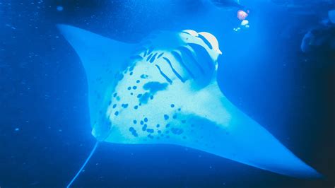 GUIDE: Night Snorkel with Manta Rays in Kona, Big Island