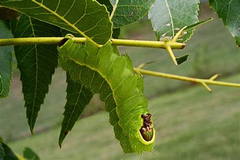 Giant Silk Moth Caterpillar Photograph by Kathryn Meyer