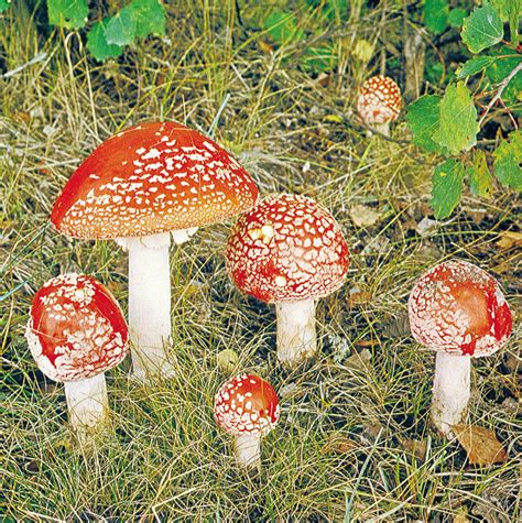 Fungus | Definition, Characteristics, Types, & Facts | Britannica