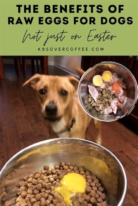 Raw Eggs for Dogs Have Many Benefits - K9sOverCoffee - A Dog Health ...