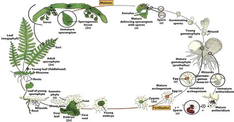 BIOLOGY: Life Cycle of Pteridophyta | Life cycles, Plant life cycle ...