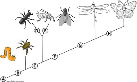 Cladogram Analysis | Teaching biology, Biology lessons, Middle school ...