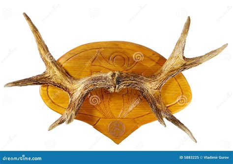 Moose horns stock image. Image of moose, hunting, isolated - 5883225