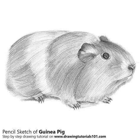 DrawingTutorials101.com | Guinea pigs, Pig sketch, Pig art