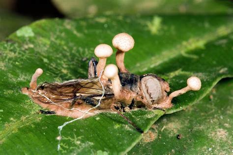 Cordyceps Fungus On A Large Fly Photograph by Dr Morley Read/science ...