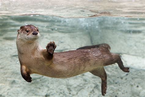 Meet an otter-ly adorable addition to River Journey