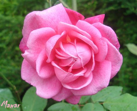 Bunga Mawar Merah Muda - Pink Rose Photos - Alam Mentari