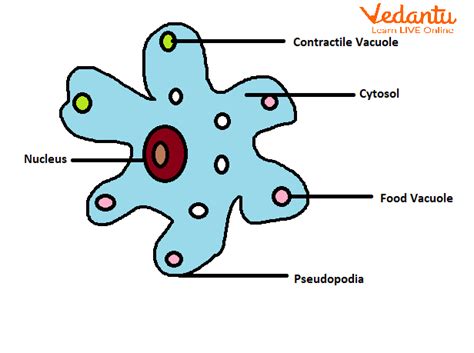 Feeding and Digestion in Amoeba - Definition, Interesting Facts, and ...