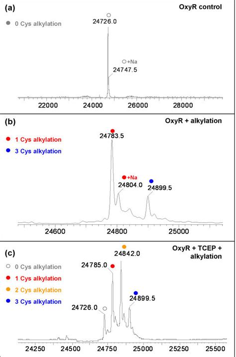 Alkylation and MS analysis of the oxidation state of the cysteine ...