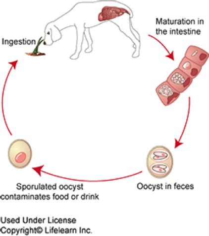 What Are The Symptoms Of Coccidia In Puppies