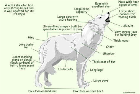 Wolf Anatomy Diagram - External Anatomy Image