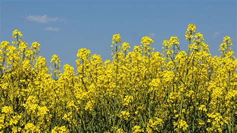 What is rapeseed? Nutrition, benefits, considerations, and FAQs