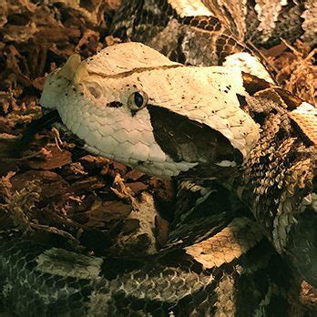 West African Gaboon Viper | Lincoln Park Zoo