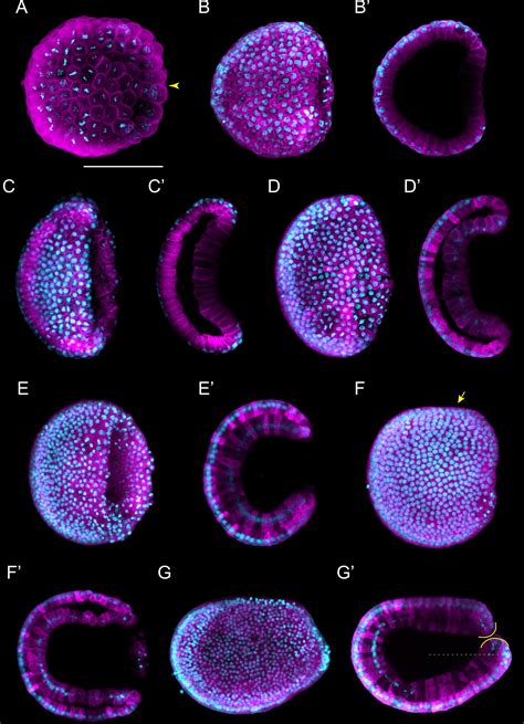 Frontiers | An Updated Staging System for Cephalochordate Development ...