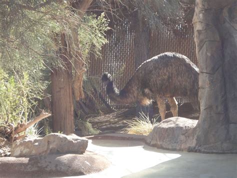 Las Vegas Zoo | Las Vegas Zoo Before it Was Forced to Close | Pinterest ...