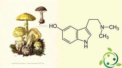 (Italiano) Bufotenina: formula chimica, presenza in natura, effetti ...