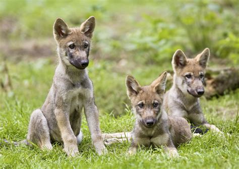 California Gray Wolf Puppies - World Animal News