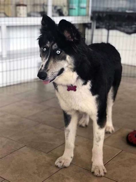 Beautiful Cross-Eyed Husky Cruelly Abandoned by Breeder Finds Forever Home