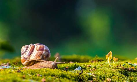 Snail Poop: Everything You've Ever Wanted to Know - A-Z Animals