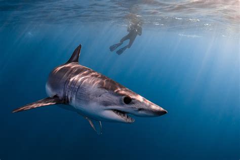 Eygpt closes stretch of Red Sea coastline after shark kills swimmer ...