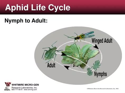 Life Cycle Of Aphids Diagram