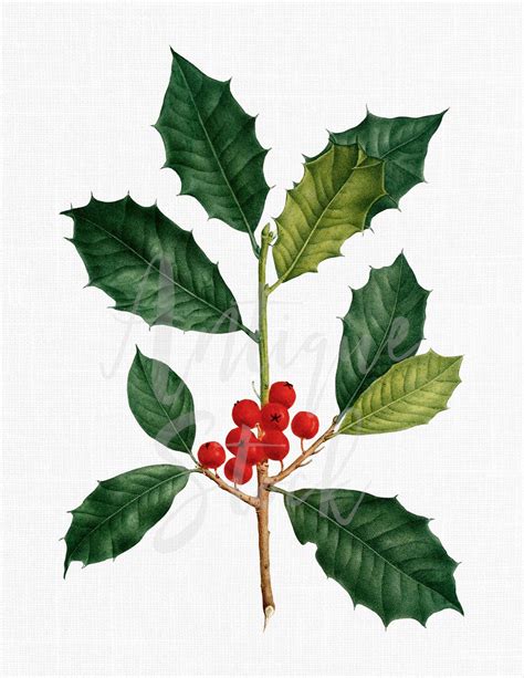 Holly Printable Botanical Illustration American | Etsy