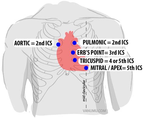 Location of Heart Sounds Diagram | Quizlet